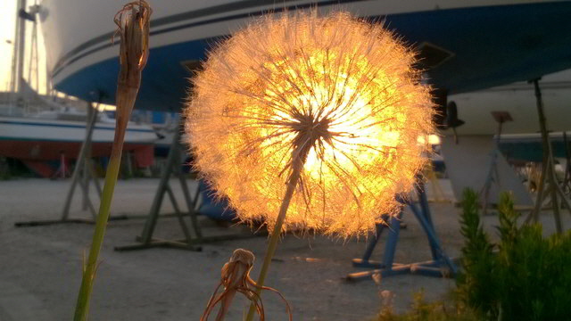 l blume